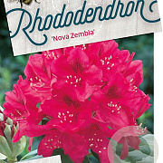 Rhododendron 'Nova Zembla' 50-60 cm 10L