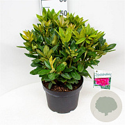 Rhododendron 'Rocket' 50-60 cm 10L