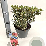Rhododendron (AJ) 'Silver Sword' 20-25 cm 3,0L