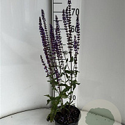 Salvia nem. 'Caradonna' GM 2,0L
