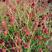 Sanguisorba o. 'Red Thunder' GM P9