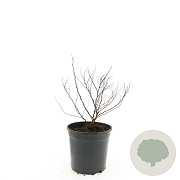 Spiraea jap. 'Firelight' GM 1.5