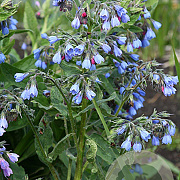 Symphytum azureum GM P9
