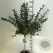 Syringa meyeri 'Palibin' 60 cm stam 7,5L