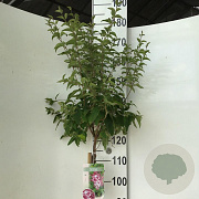 Syringa microphylla 'Superba' 120 cm stam 7,5L