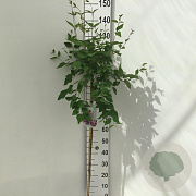 Syringa microphylla 'Superba' 90 cm stam 7,5L