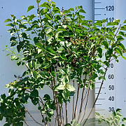 Syringa v. 'Belle de Nancy' 100-125 cm 20L