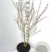 Syringa v. 'Michel Buchner' 100-125 cm 20L