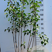 Syringa v. 'Sensation' 100-125 cm 20L