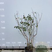 Syringa v. 'Sensation' 150-175 cm 35L