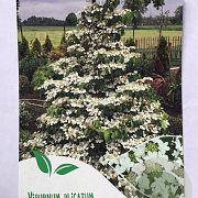 Viburnum plic. Kilimandjaro 50-60 cm 7,5L