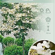 Viburnum plic. 'Watanabe' 90 cm stam 7,5L