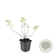 Hypericum dummeri 'Peter Dummer' GM P9
