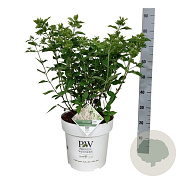 Hydrangea pan. Little Lime 50-60 cm 15L