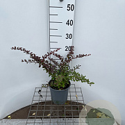 Berberis thunb. 'Atropurpurea Nana' 30-40 cm 2,5L