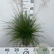 Deschampsia cesp. 'Palava' 30-40 cm 2,5L