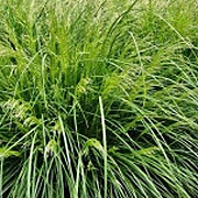Deschampsia cesp. 'Palava' 30-40 cm 2,5L