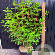 Hydrangea pan. 'Polar Bear' A kwaliteit 15L