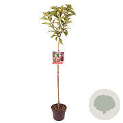 Hydrangea pan. Pinky Winky 80 cm stam 5,0L