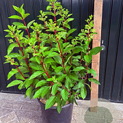 Hydrangea pan. Pinky Winky A kwaliteit 15L