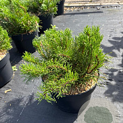 Pinus mugo pumilio 25-30 cm 5,0L
