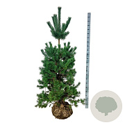 Pinus sylvestris 175-200 cm draadkluit