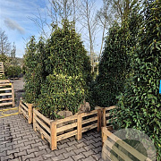 Prunus l. 'Angustifolia' 175-200 cm met kluit