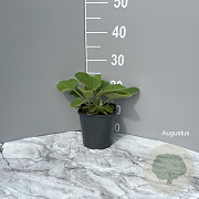Phlomis russeliana GM 2,0L