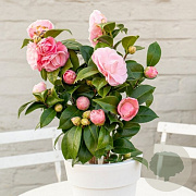 Camellia j. 'Nuccio's Cameo' 60-80 cm 20L