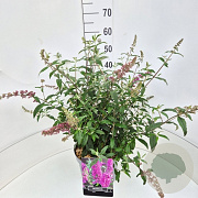 Buddleja d. 'Pink Delight' 50-60 cm 20L