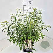 Buddleja d. 'White Profusion' 50-60 cm 20L