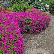 Azalea japonica 40-50 cm 10L