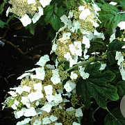 Hydrangea querc. 'Burgundy' 60-80 cm 10L