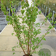 Cornus mas 125-150 cm 12L