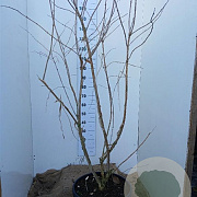 Heptacodium miconioides 150-175 cm 45L solitair