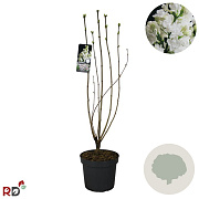 Syringa v. 'Mme Lemoine' 100-125 cm 7,5L