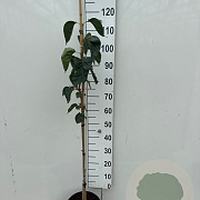 Syringa v. 'Mme Lemoine' 80-100 cm 5,0L