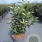 Elaeagnus ebbingei 60-80 cm 10L