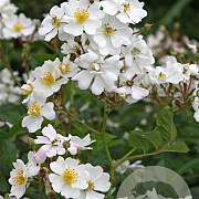 Rosa (H) Golf GM C1.5 eigen wortel