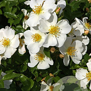 Rosa (H) Rugby GM C1.5 eigen wortel
