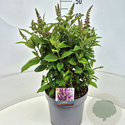 Buddleja d. B. Candy Little Cerise 35-40 cm 10L