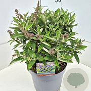 Buddleja d. B. Candy Lila Sweeth. 30-35 cm 10L