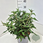 Buddleja dav. 'Violet Cascade' 30-40 cm 10L