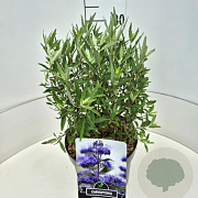 Caryopteris cland. 'Heavenly Blue' 30-40 cm 10L