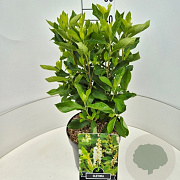 Clethra alnifolia 40-50 cm 10L