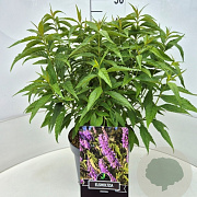 Elsholtzia stauntonii 35-40 cm 10L