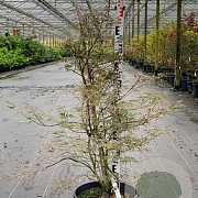 Acer pal. 'Katsura' 150-175 cm 20L