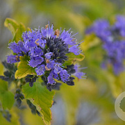 Caryopteris cland. Hint of Gold 20-25 cm 3,0L