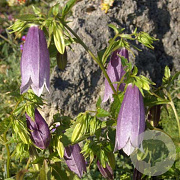 Campanula punc. 'Moorgeist JP' GM P9