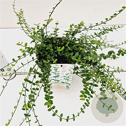 Euonymus fort. 'Minimus' 25-30 cm C1.5
